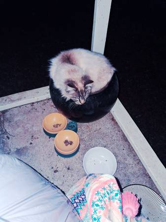 Lost Cat in Clearlake Park