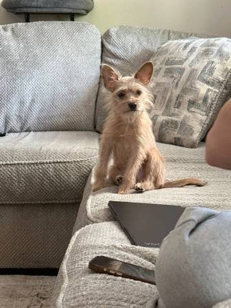 Lost Dog in Bay City