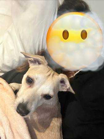 Lost dog