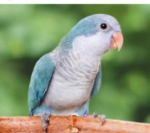 Lost bird