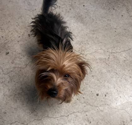 Found dog