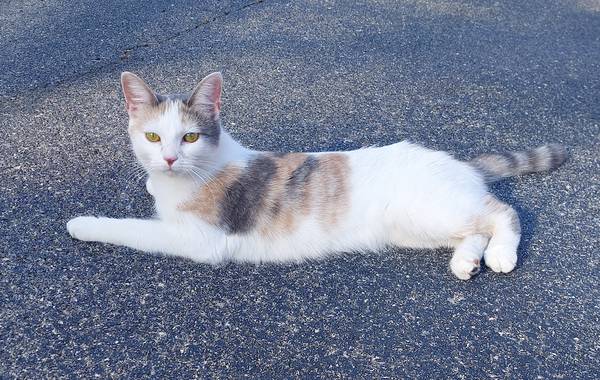 Lost cat