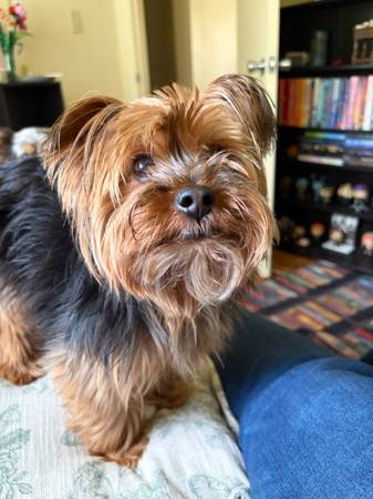 Lost dog