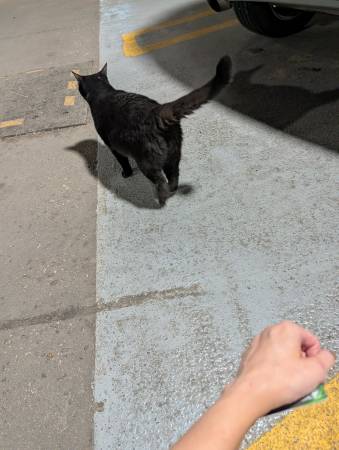 Found cat