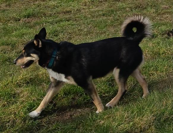 Lost dog