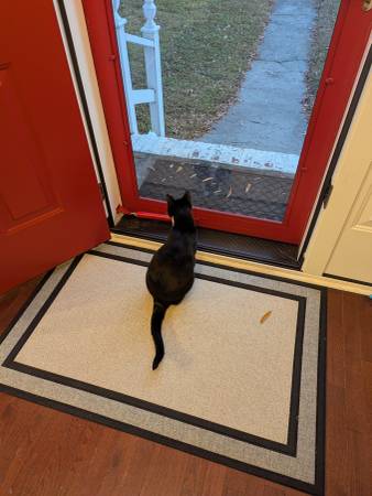 Lost cat