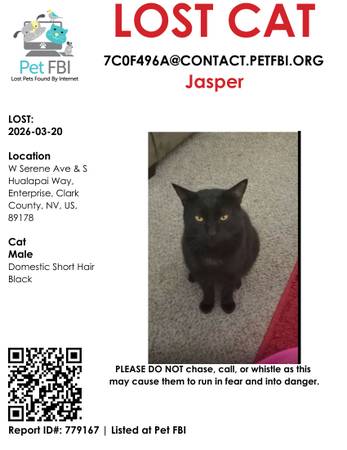 Lost cat