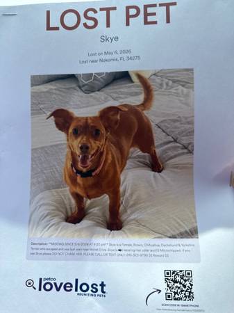 Lost Dog in Laurel