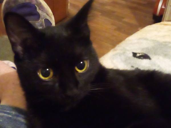 Lost cat