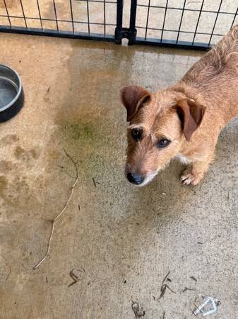 Found dog