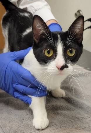 Found cat