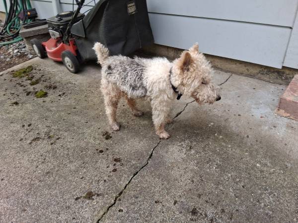 Found dog