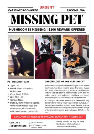 Lost cat