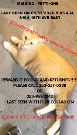 Lost cat