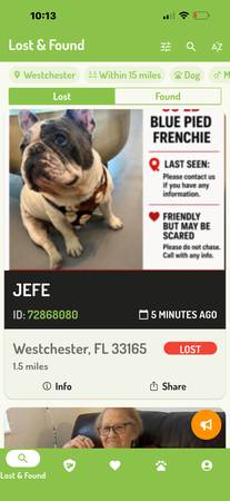 Lost dog