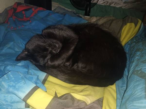 Lost cat