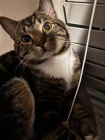 Lost cat