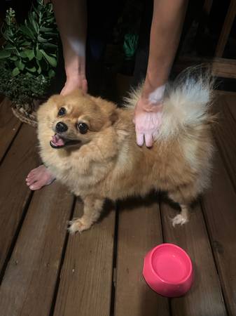 Found dog