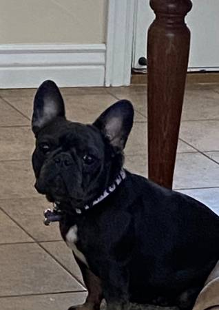 Lost dog