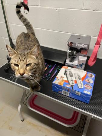 Lost cat