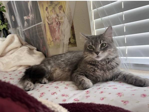 Lost cat