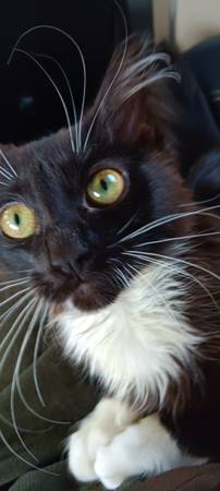 Lost Cat in Bridgeton