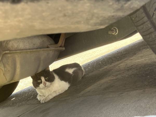 Found cat
