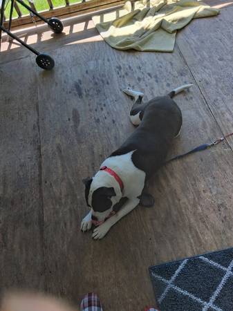 Lost dog