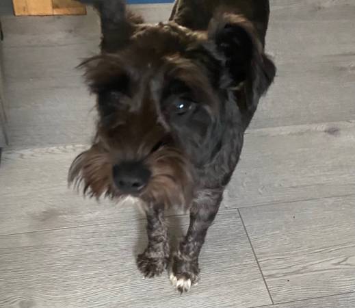 Found dog