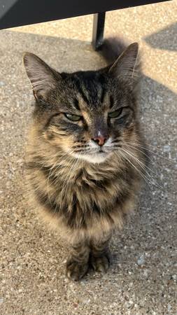 Lost Cat in Baze And Glade