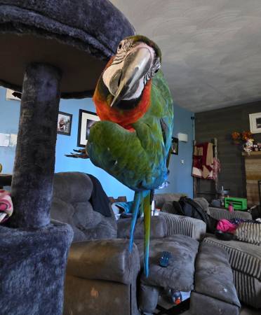 Lost Bird in Holmesville