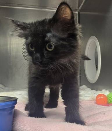 Found cat