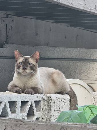 Found cat