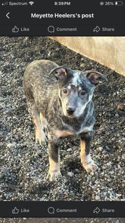 Lost Dog in Grand Coulee