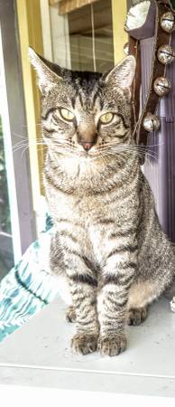 Lost cat