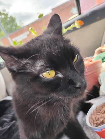 Lost cat