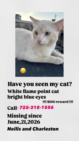 Lost cat