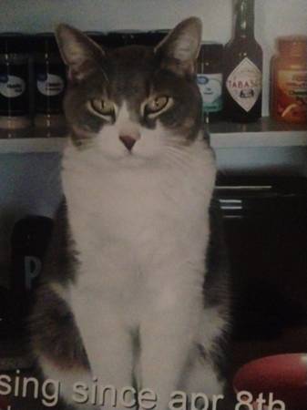 Lost Cat in Wichita