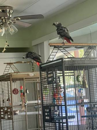 Lost Bird in Zephyrhills