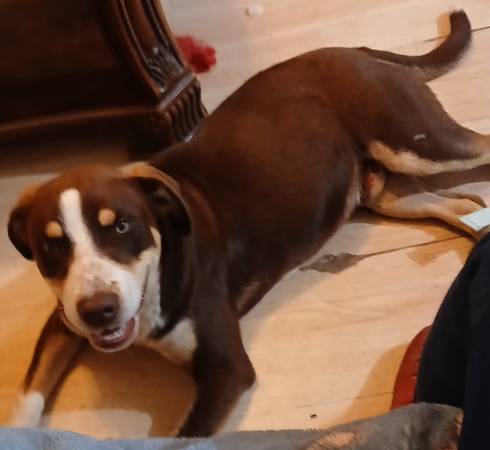 Found Dog in Pleasanton