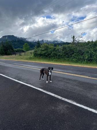 Found Dog in Oregon