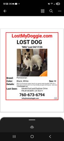 Lost dog