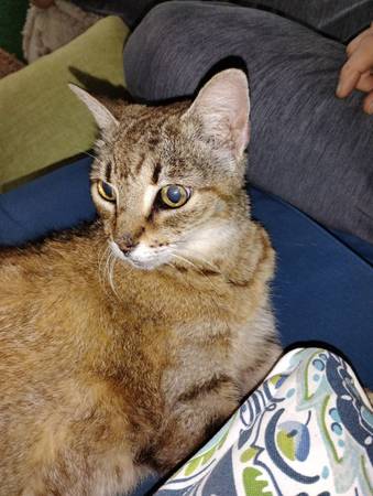 Found Cat in Bay Colony Subdivision