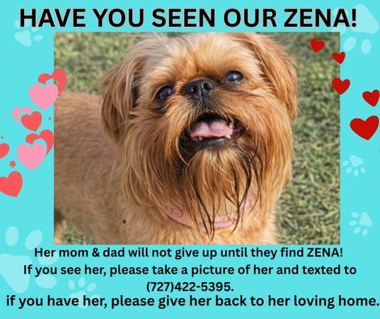 Lost dog