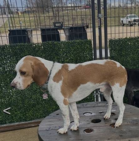 Lost Dog in Benton