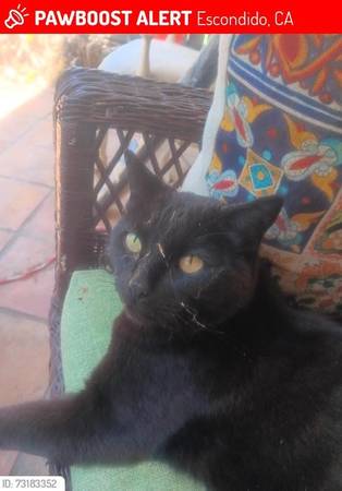 Lost Cat in Escondido