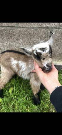Lost goat