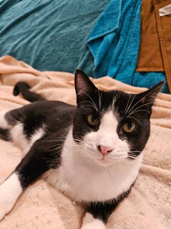 Lost cat