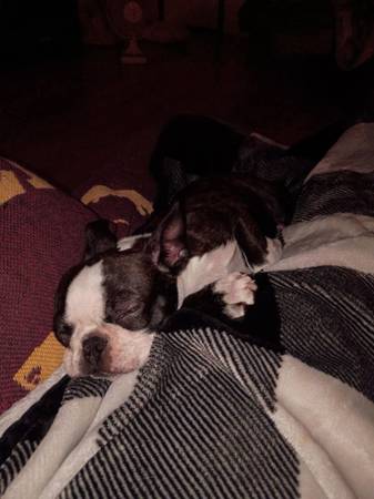 Lost Dog in Brilliant