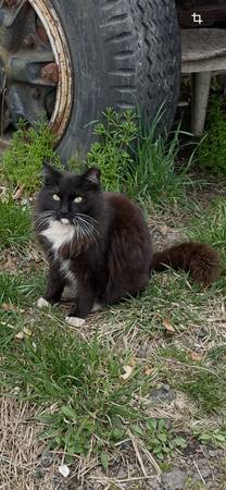 Lost Cat in Falls Church